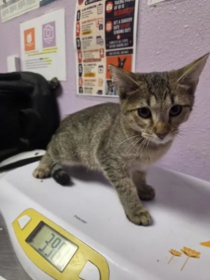 A baby medium-sized female Gray / Blue / Silver Domestic Short Hair cat named 61515713 for adoption in El Paso, TX