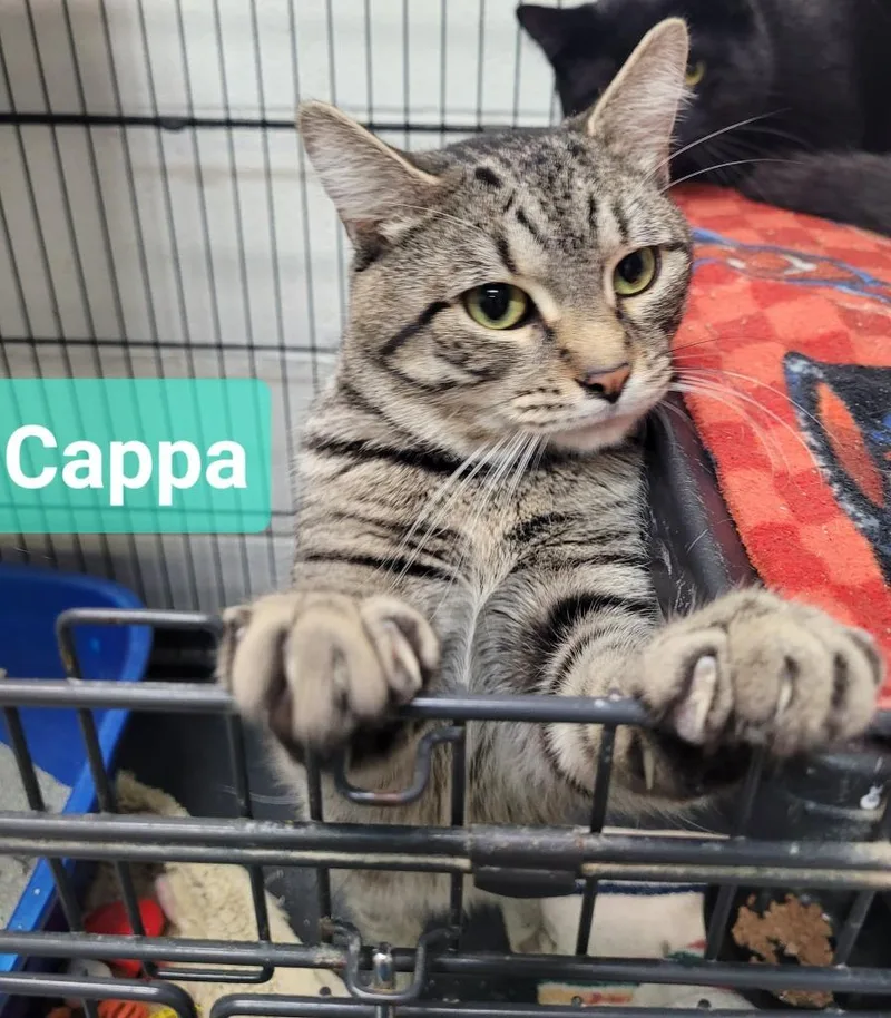A young medium-sized male Domestic Short Hair cat named Cappa for adoption in Richmond, IN