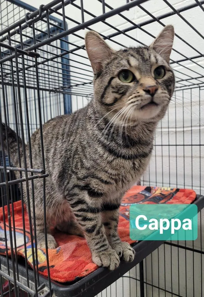 Cappa thumbnail 2