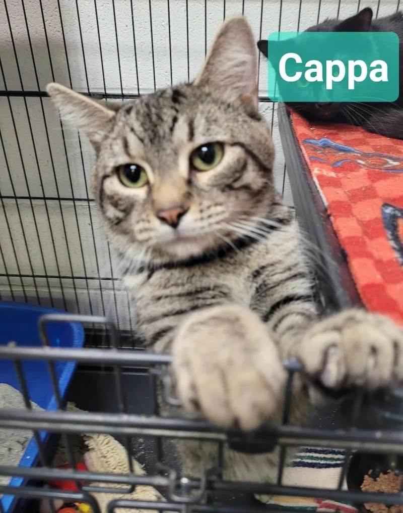 Cappa thumbnail 3