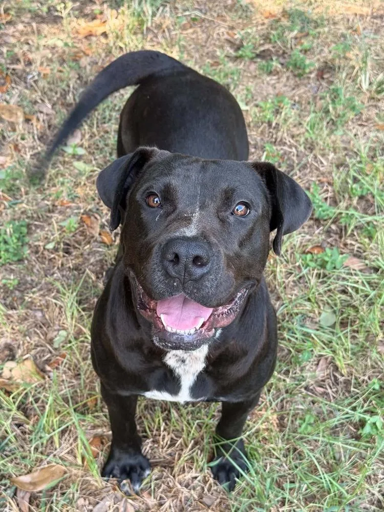 An adult medium-sized female Pit Bull Terrier dog named Betty Lou for adoption in Eagle, ID