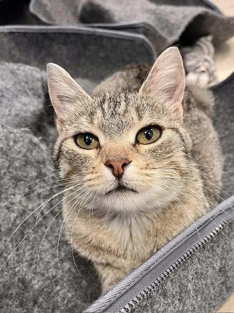 An adult medium-sized female Domestic Short Hair cat named Bobbi for adoption in Webster, WI