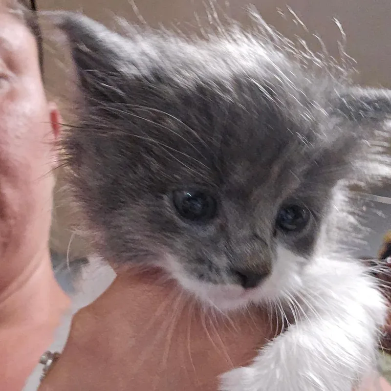 A baby small-sized male Domestic Medium Hair cat named Razzle for adoption in Klamath Falls, OR