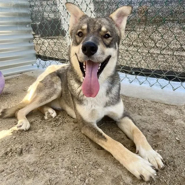 A young medium-sized male Shepherd dog named Arlo for adoption in Thousand Palms, CA