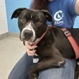 An adult medium-sized male Black Labrador Retriever dog named Onyx for adoption in Hilliard, OH