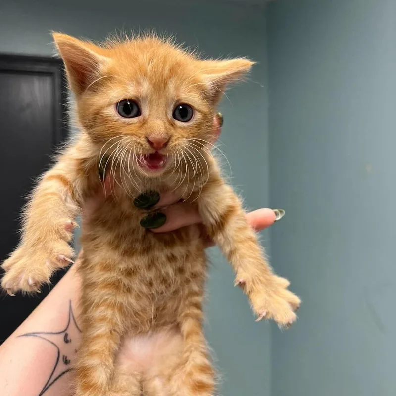 A baby small-sized male Orange / Red Domestic Short Hair cat named Bechamel for adoption in Edwardsville, IL