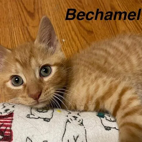 Bechamel thumbnail 2