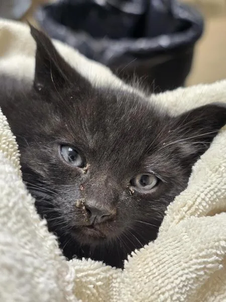 A baby medium-sized male Domestic Short Hair cat named Chicken Quesadila for adoption in Vancouver, WA