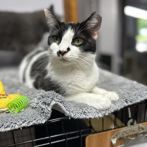 An adult medium-sized female Domestic Short Hair cat named Nature for adoption in Tipp City, OH