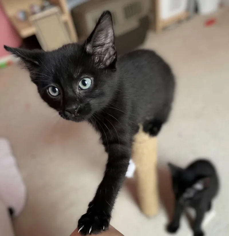A baby small-sized female Black Domestic Short Hair cat named Bobbi for adoption in Maineville, OH