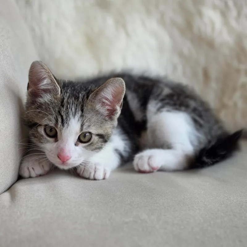A baby small-sized male White Domestic Short Hair cat named Elmer for adoption in Point Richmond, CA