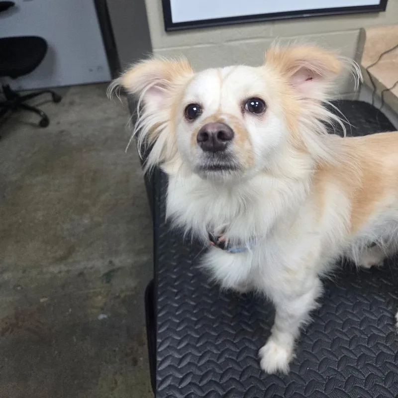 An adult small-sized male Yellow / Tan / Blond / Fawn Papillon dog named Dexter for adoption in Madisonville, KY