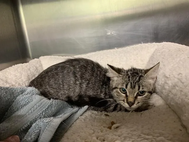 A baby small-sized female Domestic Short Hair cat named Lay'S for adoption in Grand Prairie, TX