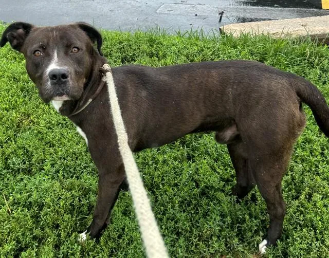 A young medium-sized male Terrier dog named Rogal for adoption in Olivette, MO