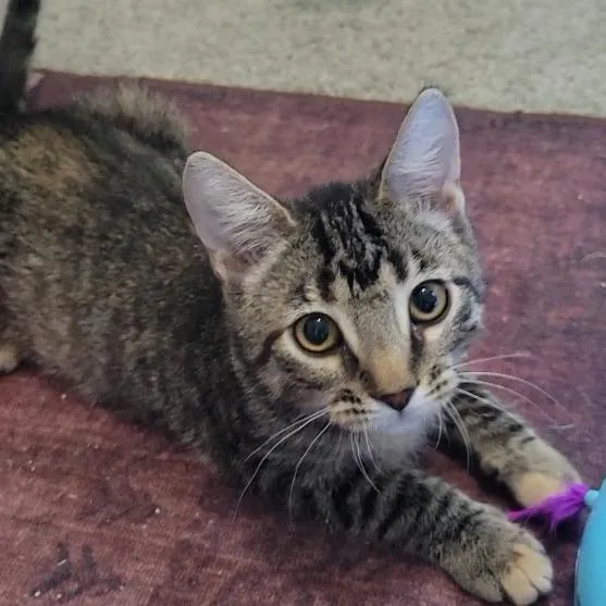 A young medium-sized female Dilute Tortoiseshell Domestic Short Hair cat named Maeve for adoption in Litchfield Park, AZ