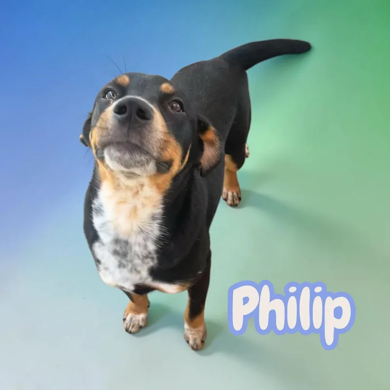 A young medium-sized male Tricolor (Brown, Black, & White) Mixed Breed dog named Philip  Everyones Best for adoption in Chuckey, TN