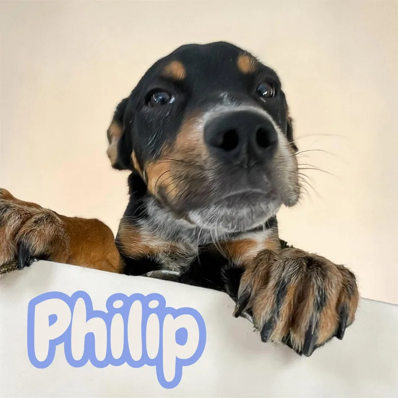 Philip  Everyones Best thumbnail 2