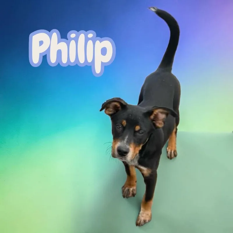 Philip  Everyones Best thumbnail 3