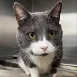 An adult large-sized male Gray & White Domestic Short Hair cat named Heavy D for adoption in Lansing, MI
