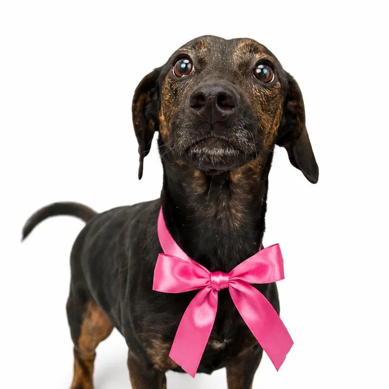 An adult small-sized female Black Mixed Breed dog named Quakenbush for adoption in Columbiana, AL