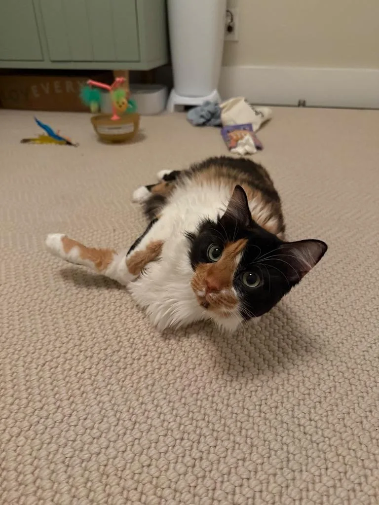 An adult large-sized female Calico Domestic Medium Hair cat named Crackers for adoption in New York, NY