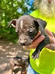 A baby medium-sized female Mixed Breed dog named Iris for adoption in West Chester, PA