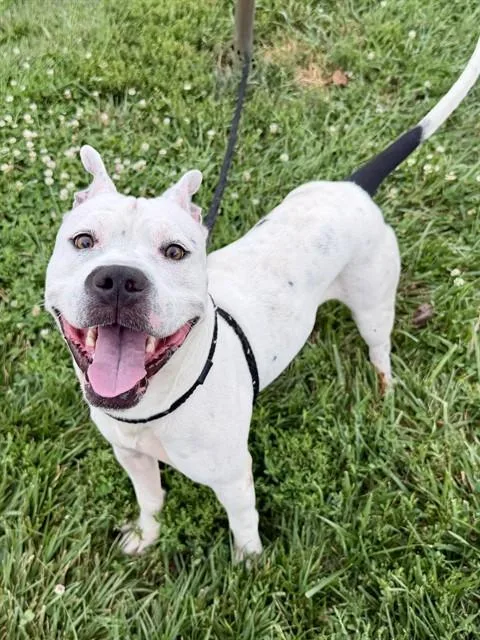 A young medium-sized male Terrier dog named Ray for adoption in Olivette, MO