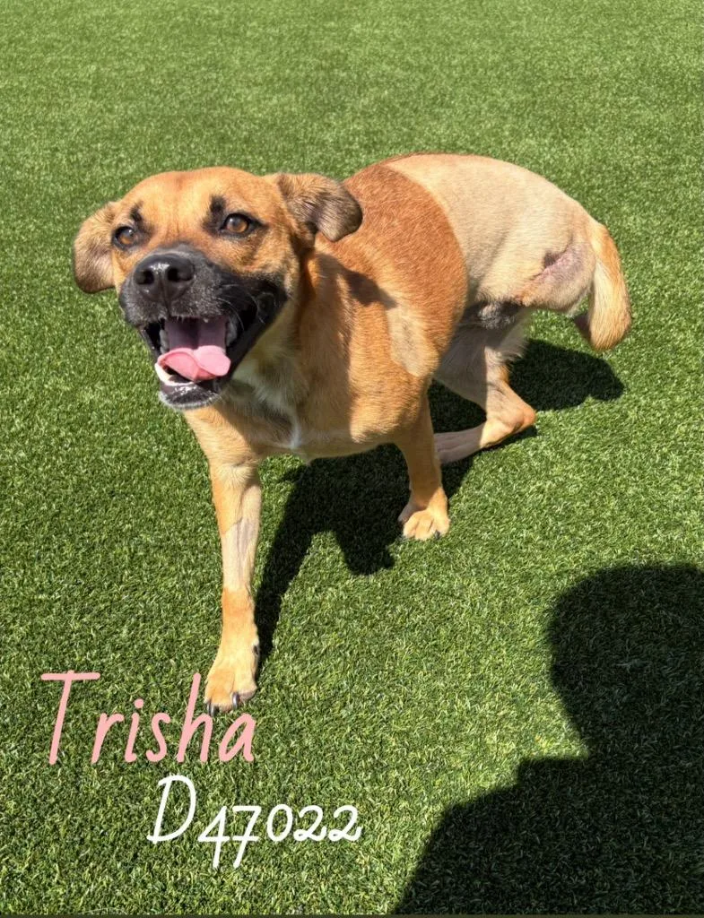 Trisha
