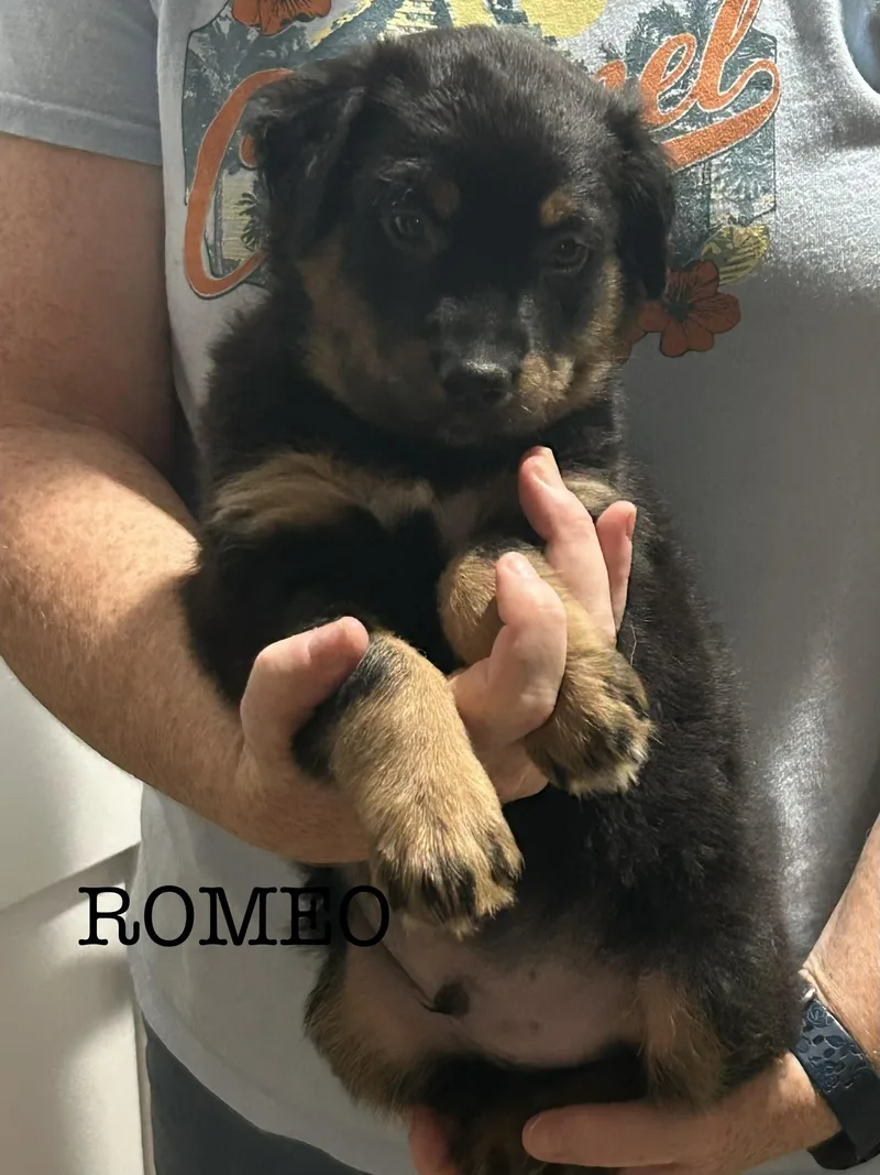 A baby small-sized male Australian Shepherd dog named Romeo for adoption in Knoxville, TN