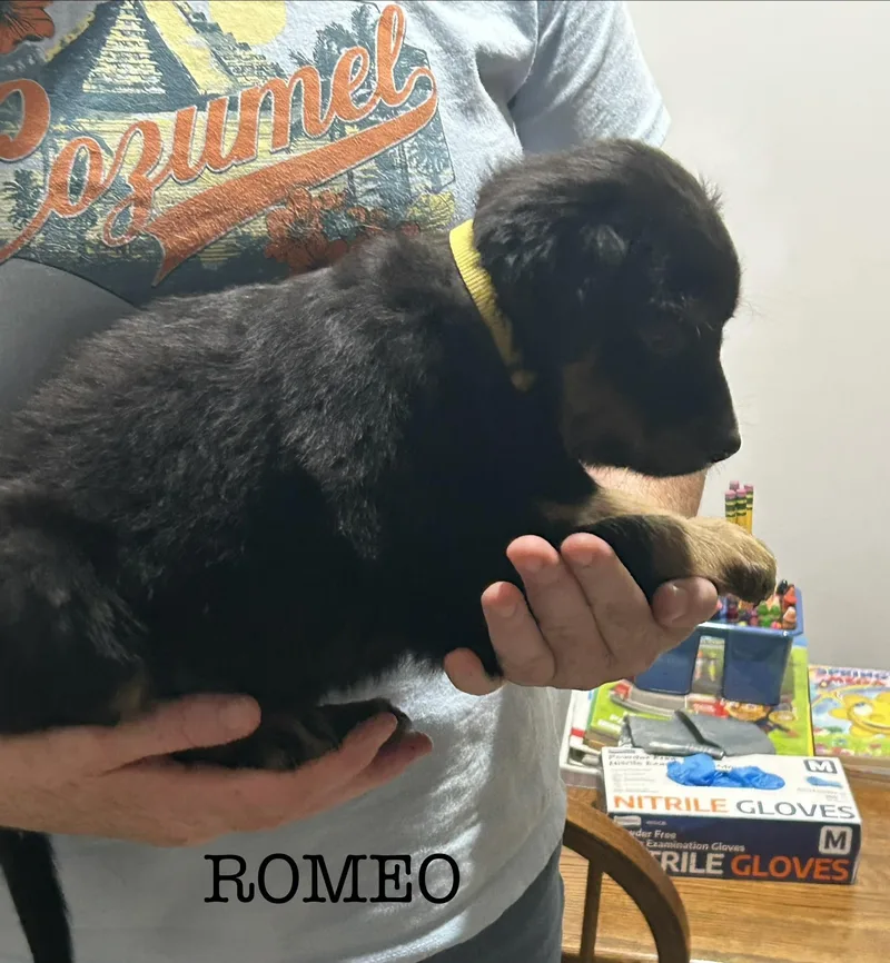 Romeo thumbnail 4