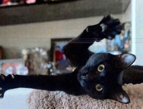 Rose Grape thumbnail 2