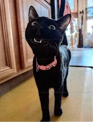 Rose Grape thumbnail 3