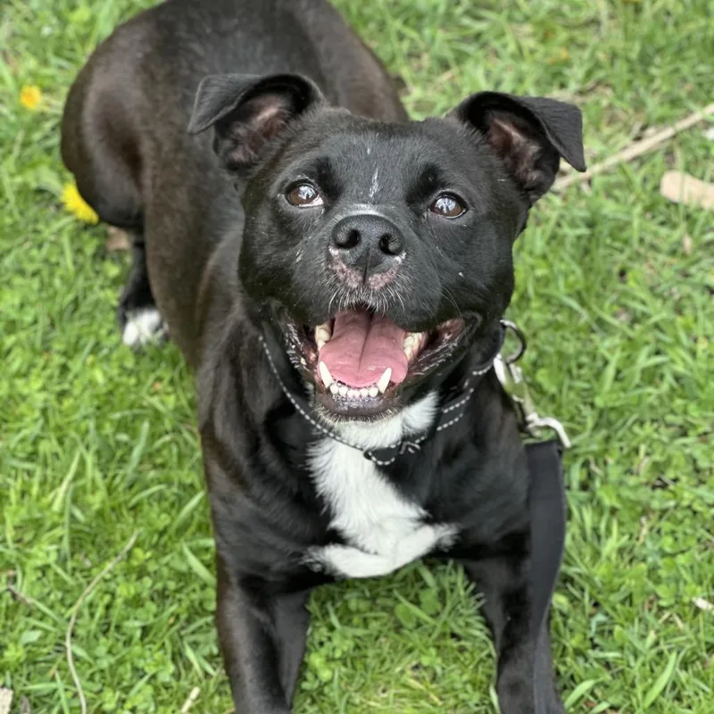 An adult medium-sized male Black Mixed Breed dog named Lance for adoption in Hinsdale, IL