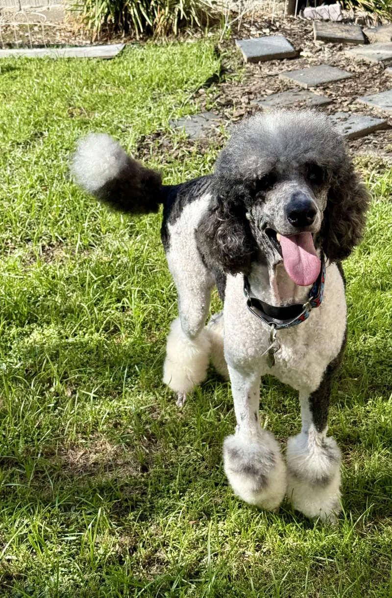 An adult medium-sized female Gray / Blue / Silver Standard Poodle dog named Sunny for adoption in Baker, LA