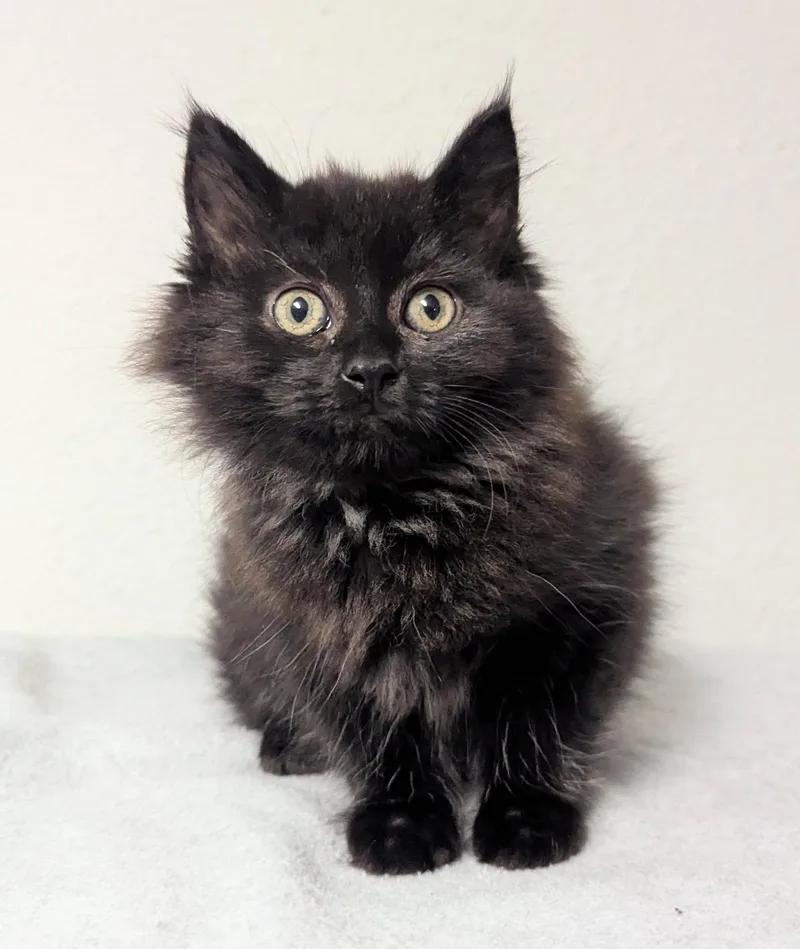 A baby medium-sized female Black Domestic Long Hair cat named Chevelle for adoption in Little Falls, MN