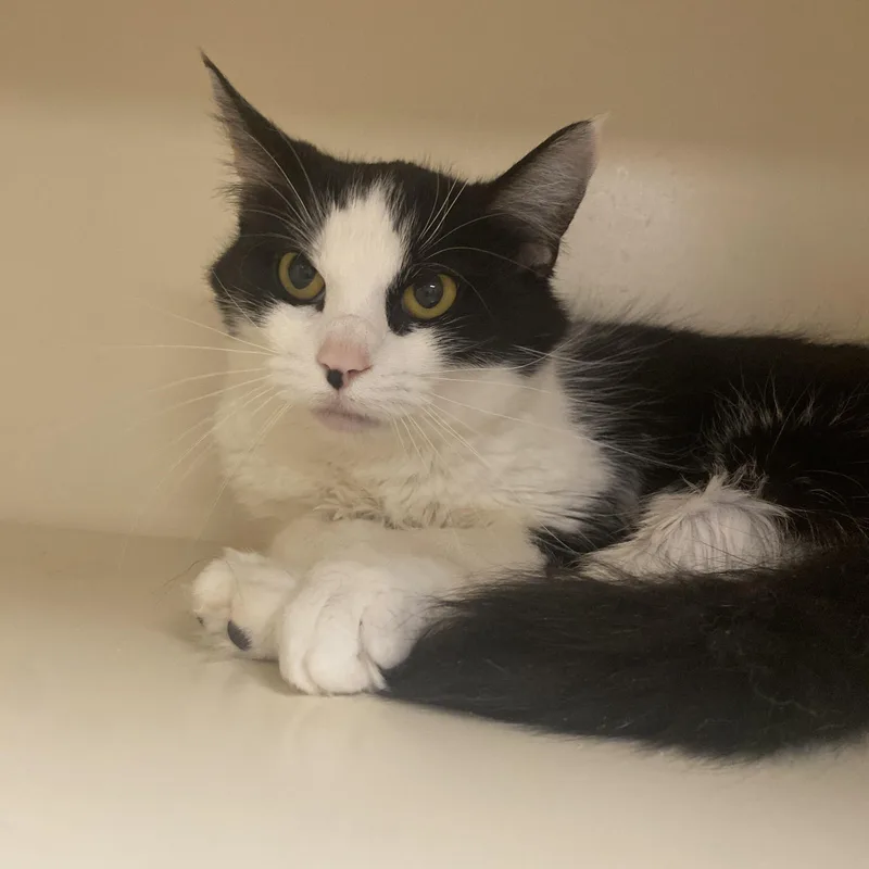 A young small-sized female White Domestic Medium Hair cat named Fluffy for adoption in Elyria, OH