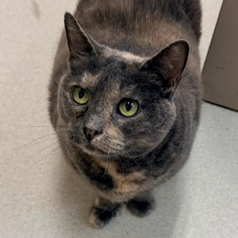 A senior extra large-sized female Gray / Blue / Silver Domestic Short Hair cat named Callie for adoption in Springfield, MA