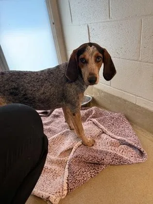 An adult medium-sized female Hound dog named Sundae for adoption in King William, VA