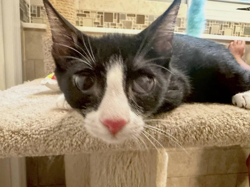 A baby large-sized male Black & White / Tuxedo Domestic Short Hair cat named Archer for adoption in Ringwood, NJ