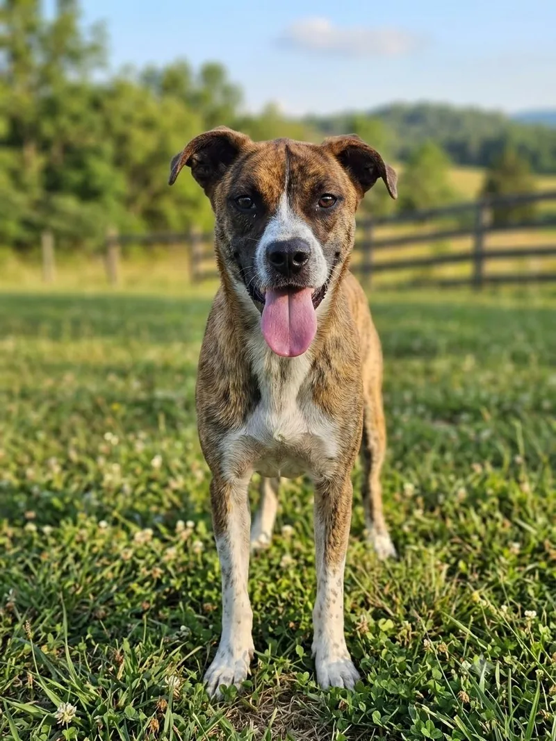 A young medium-sized male Mixed Breed dog named Cajun for adoption in McCrory, AR