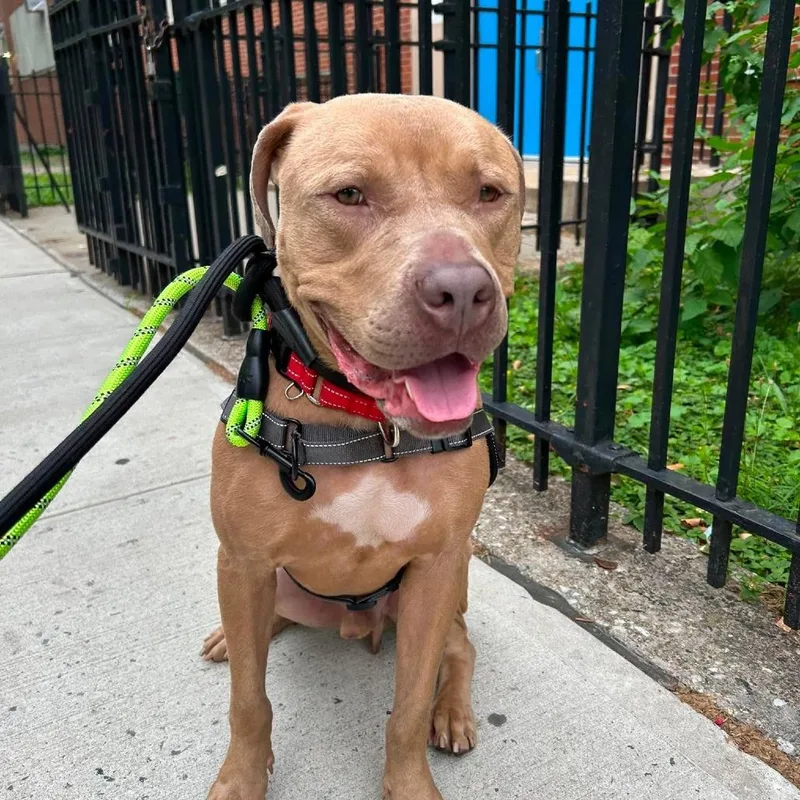 An adult medium-sized male Red / Chestnut / Orange American Staffordshire Terrier dog named Champ Leo for adoption in Long Island City, NY