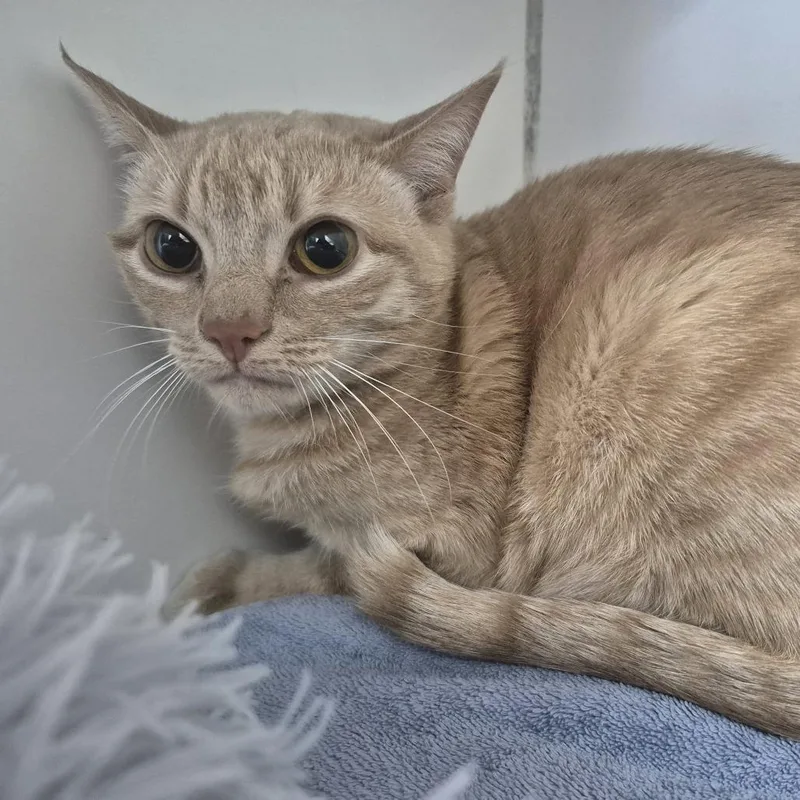 A young medium-sized female Buff / Tan / Fawn Domestic Short Hair cat named Chutney for adoption in Newark, NJ