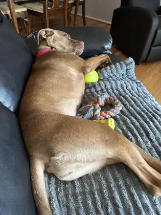 An adult large-sized female Pit Bull Terrier dog named Priya for adoption in Washington, DC