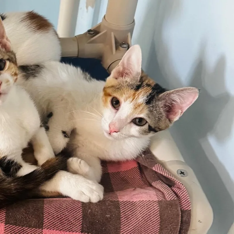 A baby small-sized female Calico American Bobtail cat named Maisie for adoption in Brownsboro, AL