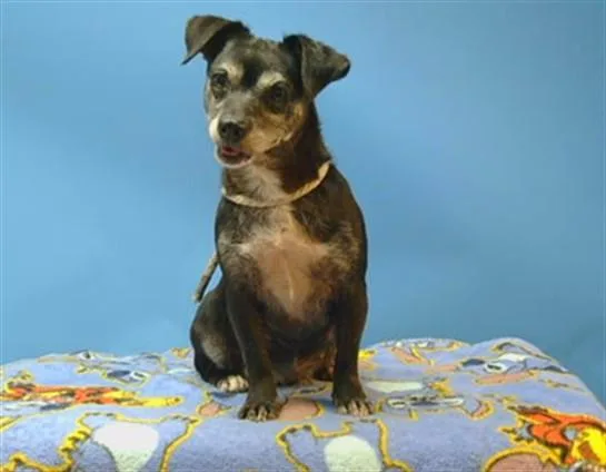 An adult small-sized female Chihuahua dog named Chanel for adoption in Gardena, CA