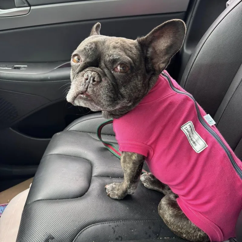 An adult small-sized female Brindle French Bulldog dog named Marvel for adoption in Columbus, OH