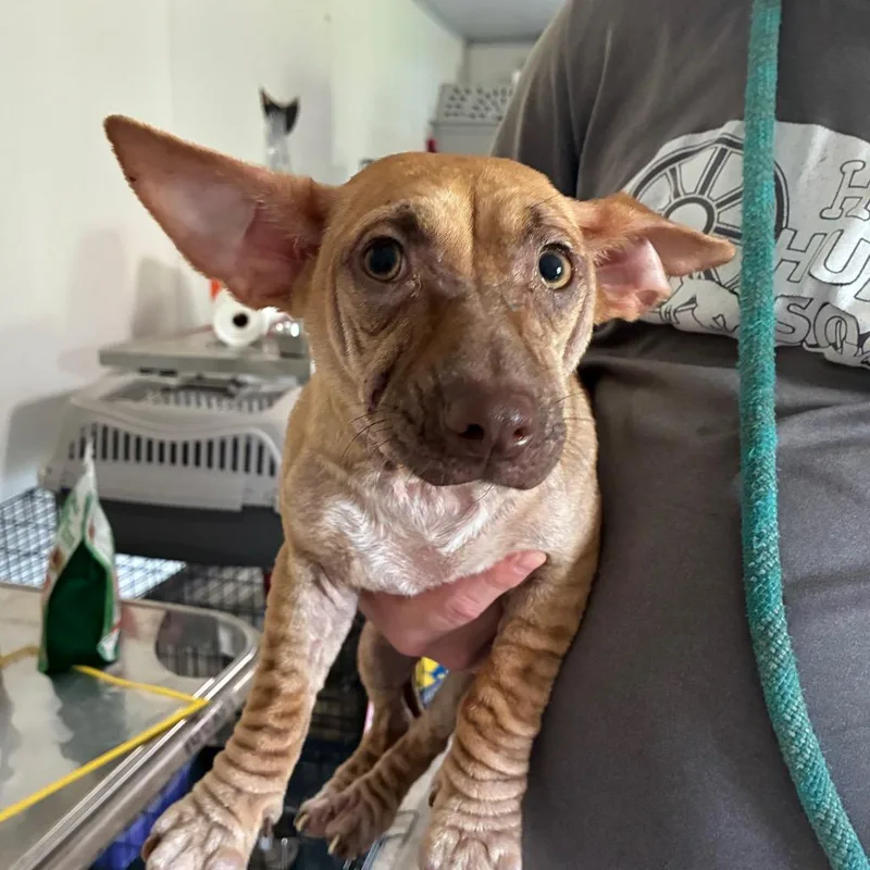 Dobby