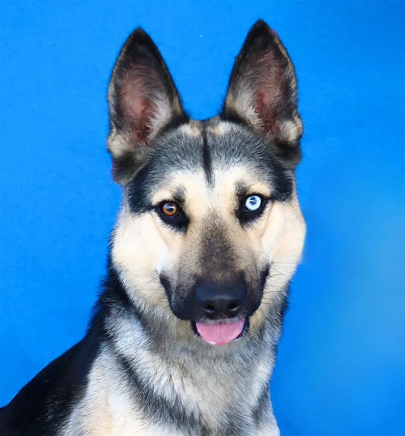 An adult medium-sized male German Shepherd Dog dog named Apolo for adoption in Pasadena, CA