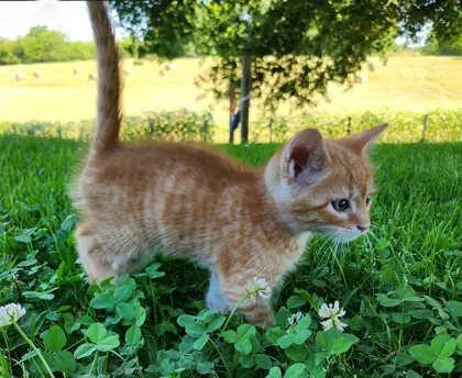 A baby small-sized male Domestic Short Hair cat named Croissant for adoption in Wilkesboro, NC