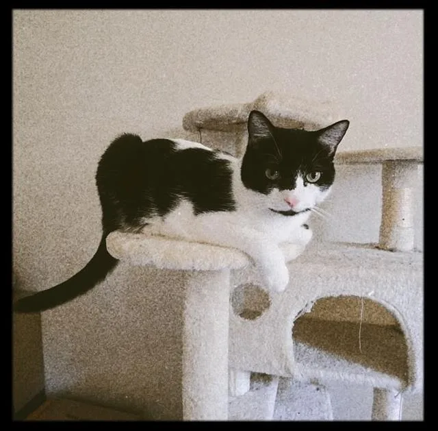 An adult medium-sized female Domestic Short Hair cat named Sally for adoption in Visalia, CA